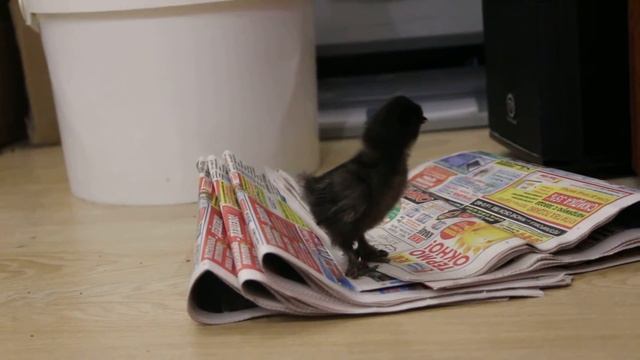 Китайские шелковистые цыплята / Chinese Silky chickens смотреть онлайн