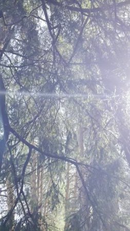 Борогодичная аллея в Царском скиту