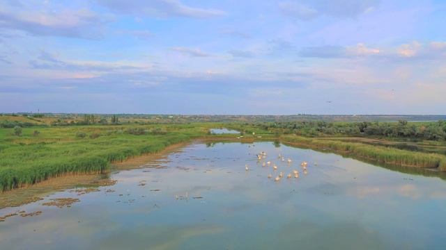 Пелікани смотреть онлайн