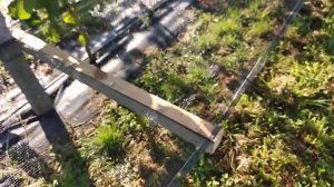 Фундук на шпалере