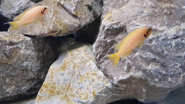 Neolamprologus helianthus - para z narybkiem смотреть онлайн