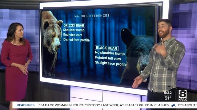 Explainer: Know the difference between grizzly and black bears смотреть онлайн