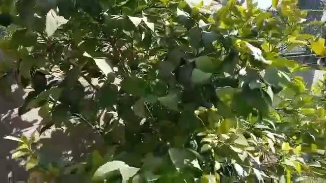 Chiroqchi tumanida Banan daraxti gulladi🍌layk padpiska bosing смотреть онлайн