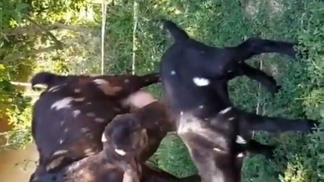 Баронның анасы / КАМОРИ / Барон / КАМОРИ-НУБИК смотреть онлайн