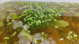 10 ДНЕЙ ЖИЗНИ ПЕТУШКА. ОТ ИКРИНКИ ДО ЛИЧИНКИ!