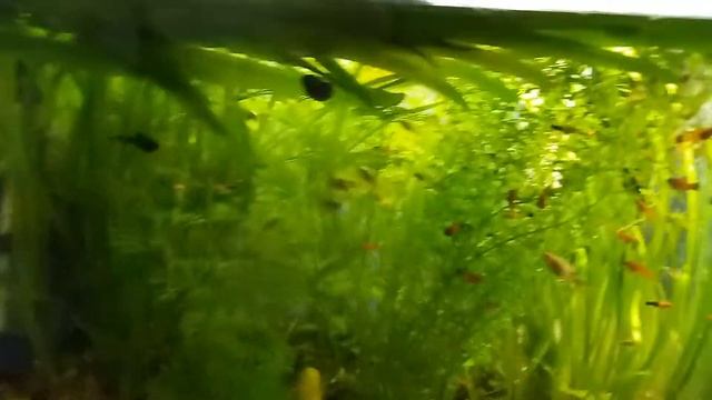 Личинка сомов и ещё одна банка на старте... смотреть онлайн