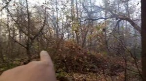 Балашов, лесной пожар в районе СНТ "Лесное"(4)