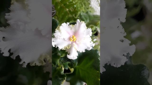 Фиалка ЛЕ-Денди