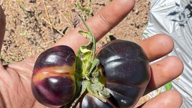 Black beauty Tomato grown in india смотреть онлайн