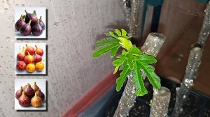 Правильное укоренение инжира с лучшим результатом от Small Gardens