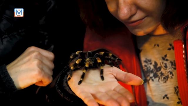 Планета пушистиков смотреть онлайн