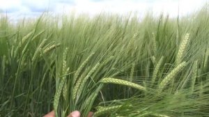 Яровой ячмень, сорт Калькюль.