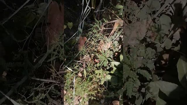 Abrus precatorius pour la chance et la protection смотреть онлайн