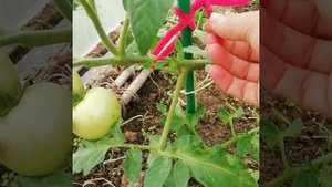 Подвязка помидоров🍅пушистой проволокой