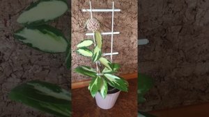 Hoya Acuta (Verticillata) variegata. Починаємо спочатку 🌸🌿 #hoyaAcutavariegata #hoya #квіти #хойя