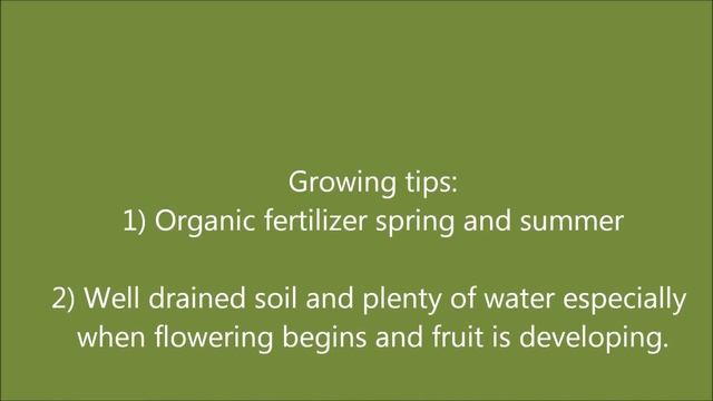 How to grow Lychee trees and get delicious fruit with Jason Pepe http://www.pepesplants.com