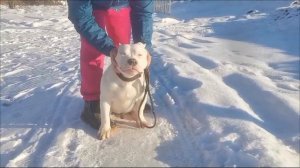 Валера Американский булли