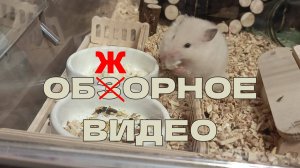 Обжорное видео (часть 3)