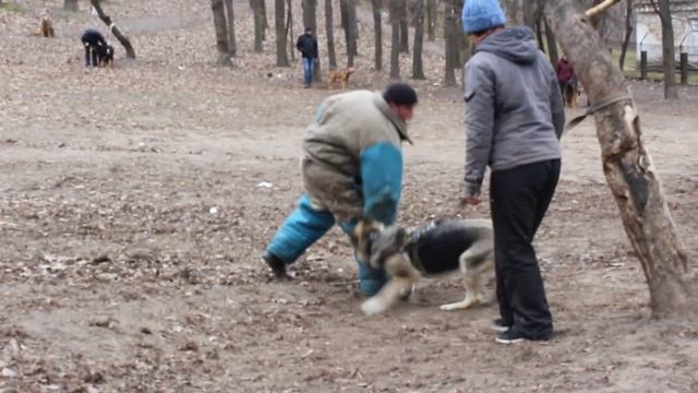 Вео Росс Энигма. Тренировка в ШОС "АРЕС" 02.04.16 смотреть онлайн
