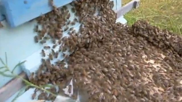 Возвращение в домик смотреть онлайн