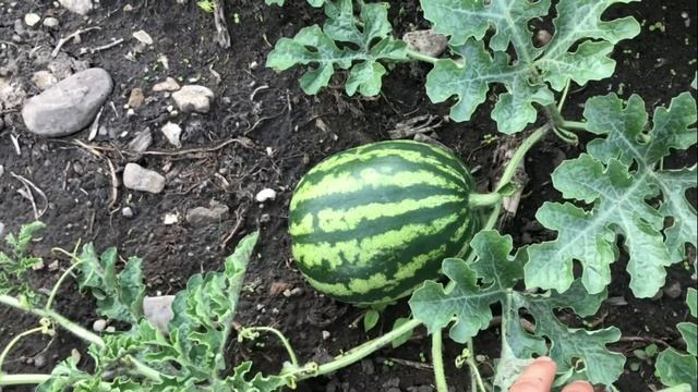 Арбузы в открытом грунте. Продолжение.