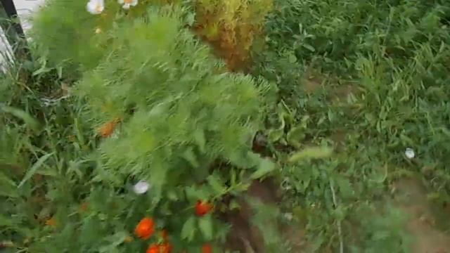 Красивый цветочный вид в Актау смотреть онлайн