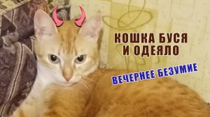 Рыжая кошка Буся и мастер - класс по игре в прятки под одеялом.