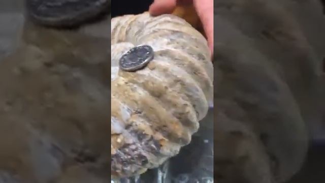 Mantilliceras Ammonite смотреть онлайн