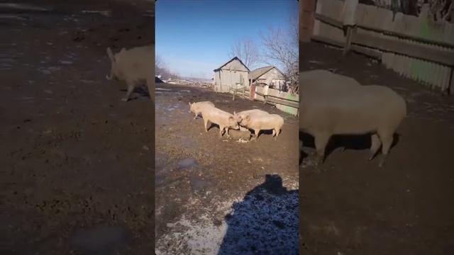 Людмила Николаевна 🐖🐖🐖🐖🐖🐖🐖🐖🐖🐖🐖🐖🐖🐖🐖🐖🐖🐖 Косю! Возю! Работаем! Рибалка!