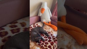 Хозяйка сделала, смешные моменты со мной, котом Барсиком, часть #2 мяуу