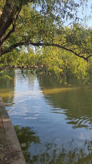 В Мире Животных. Румынские Утки. Парк Лейк (Титан) Parcul Titanii Бухарест смотреть онлайн