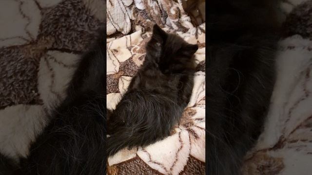 Котёнок Мишка на кресле.