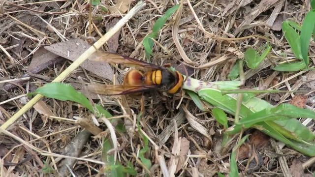 20151101 胡噬螳 Vespidae devour Mantidae 4 (Vespa soror 黃紋大胡蜂, Hierodula patellifera 廣斧螳) смотреть онлайн