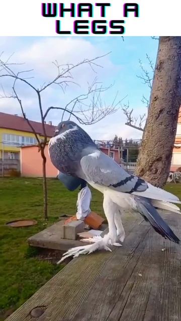 Pigeon with massive legs #pigeon #sport #legs #shorts #trending #training смотреть онлайн