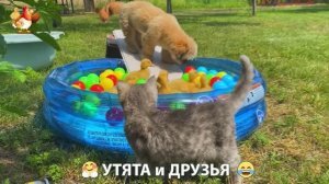 Утята с друзьями – мир нежных эмоций 🤗 эпизод (81)