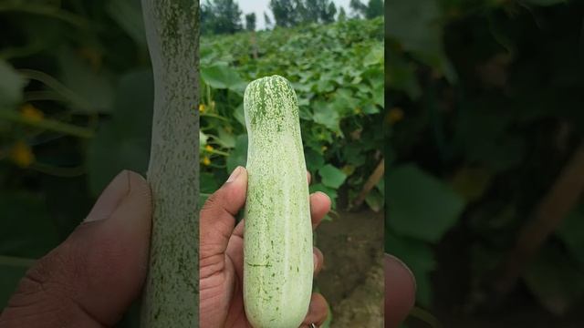 बरसात के मौसम के लिए वर्षा रानी खीरा।बीज के लिए संपर्क करें 8006913678 देसी खीरा गरमी और बरसात केलि смотреть онлайн