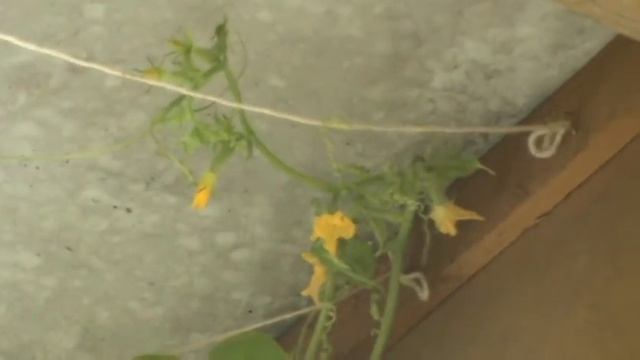 про огурцы 17 июля 2014г смотреть онлайн