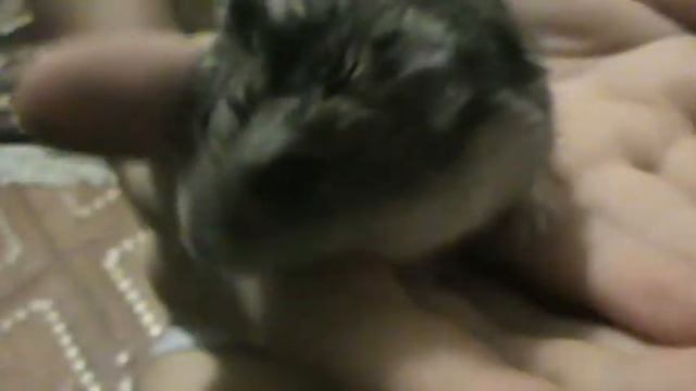 мой хомяк Сникерс смотреть онлайн