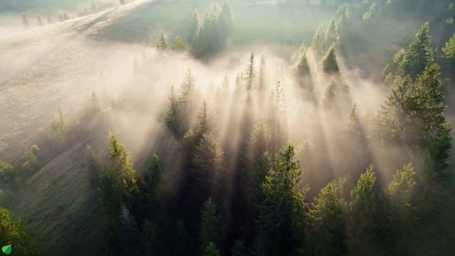 Расслабляющая музыка помогает уменьшить стресс, беспокойство и депрессию • Музыка исцеляет душу