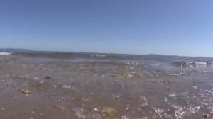 Le chant des cigales dans le sud de la France.... mode détente !