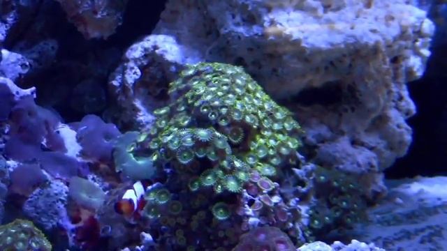 Snowflake Clownfish (Amphiprion ocellaris) смотреть онлайн