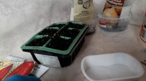 Первые всходы рассады. Замачиваю семена перцев и баклажан.