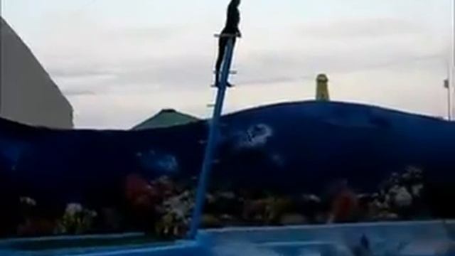 Кирилловский дельфинарий. Мысль о дельфинах.avi смотреть онлайн