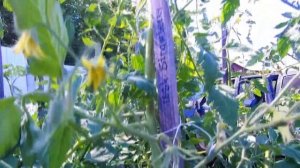 Томат 1884 Клубничный клин достойный для выращивания помидор