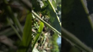 ЗАКОПАЛ ЗАЗИК ИЗ ПЛАСТИЛИНА [4K] (на год)