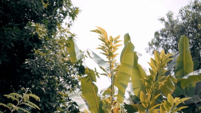 4K Video Upscaling Davinci Resolve смотреть онлайн