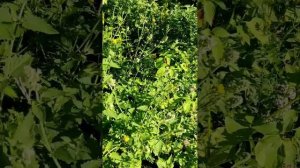 Травы в огороде. Что посадить для здоровья на участке? Медоносы и съедобные травы.