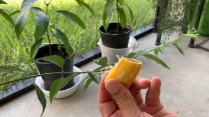 How to grow mango from seed at Home ! Как вырастить манго из косточки в домашних условиях!