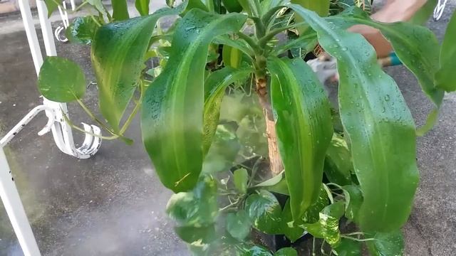 How To Get Rid Of Salt Build Up In Soil | Part 3 | Spring Your Indoor Plants смотреть онлайн