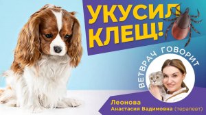 Советы ветеринара:Что делать, если собаку укусил клещ